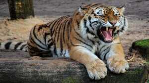 Srisailam-Tiger-Reserve-1-1